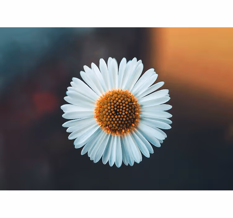 Tek papatya doğa duvar resmi - TenStickers
