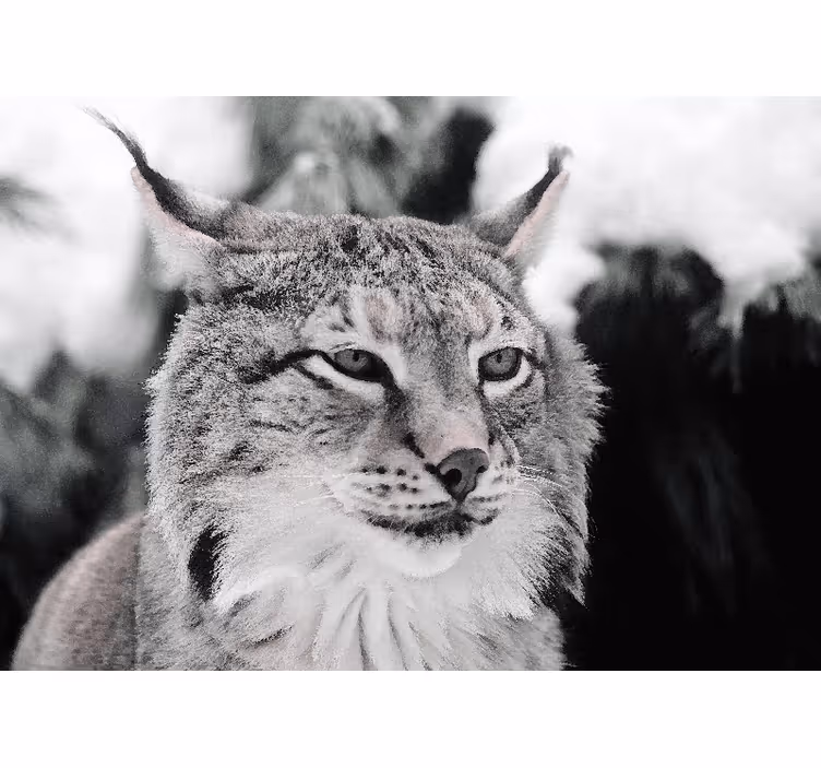 Hayvan duvar resmi keskin bakışlı lynx - TenStickers