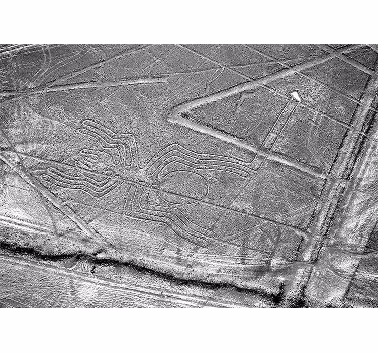 Hayvan duvar resmi nazca Örümcek geoglif - TenStickers