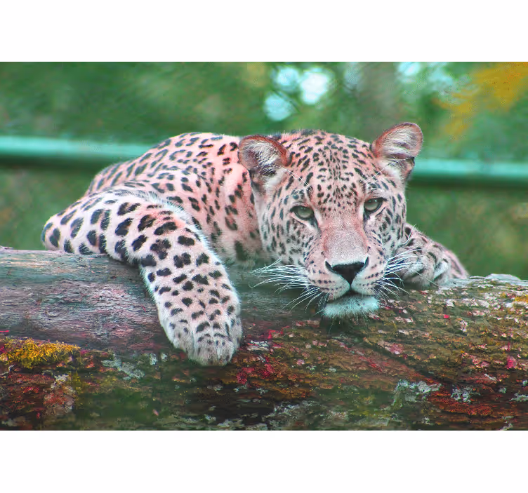 Jaguar orman ormanı oturma odası duvar kağıdı - TenStickers