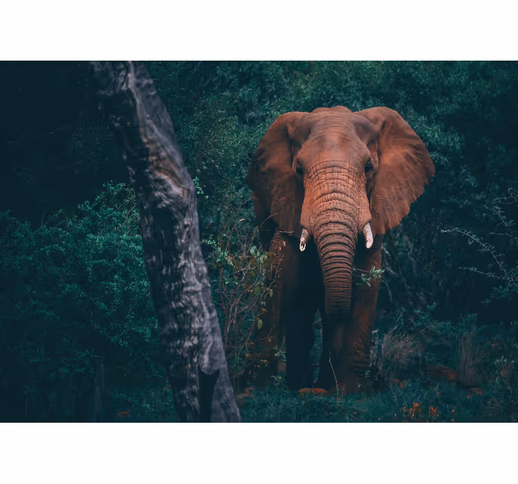 Kahverengi mamut ormanda oturma odası duvar kağıdı - TenStickers