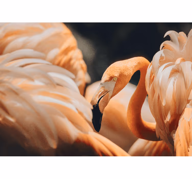 Hayvan duvar reslim zarif flamingo manzarası - TenStickers