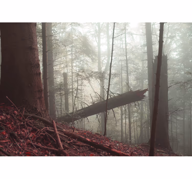 Orman duvar resmi misty woodland manzarası - TenStickers