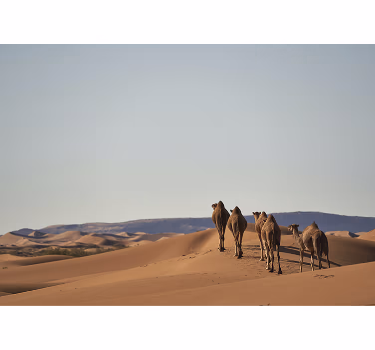 çölde dromedaries duvar kağıdı - TenStickers