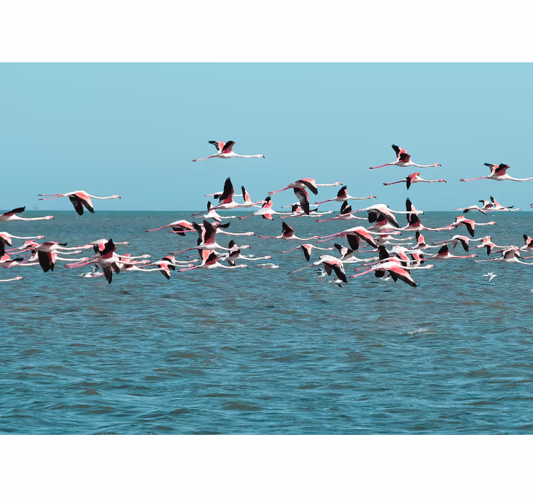 Gökyüzünde uçan flamingo duvar kağıdı - TenStickers