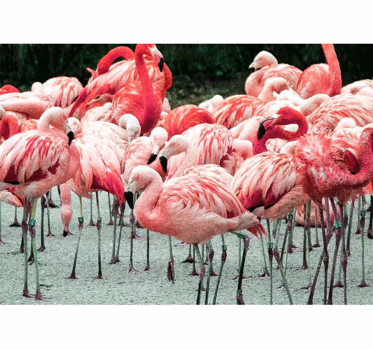 Su üzerinde güzel flamingolar duvar kağıdı - TenStickers