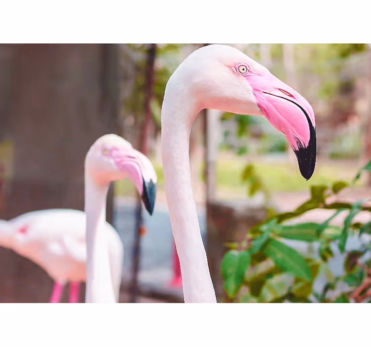 Hayvan duvar resmi Şık flamingo Çifti - TenStickers