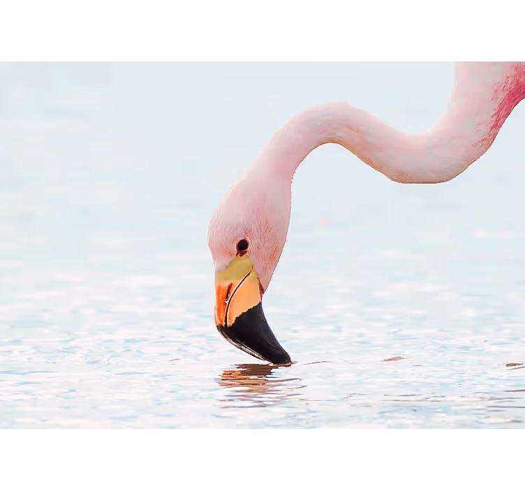 Hayvan duvar resmi flamingo su yansıması - TenStickers