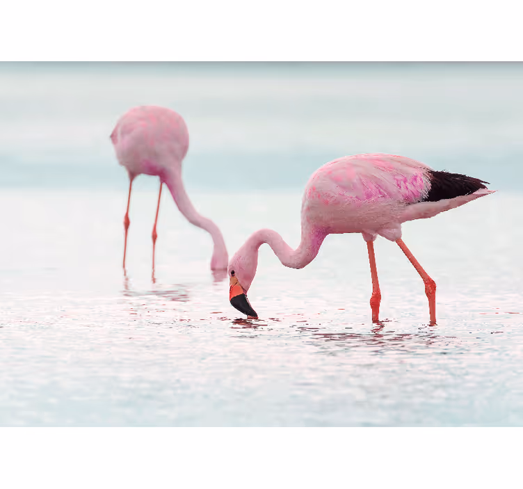 Su koridorunda güzel pembe flamingo duvar resmi - TenStickers