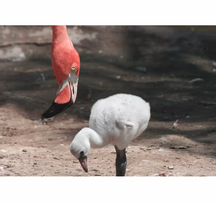 Hayvan duvar resmi flamingo civcivi - TenStickers