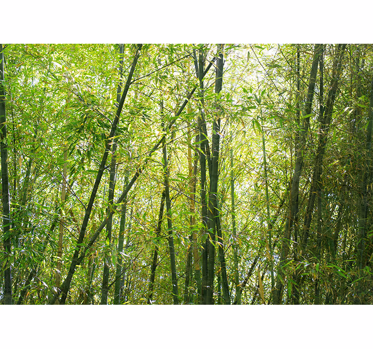 Bambu duvar resmi - canlı bambu ormanı - TenStickers