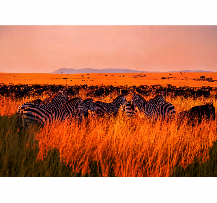 Doğa duvar resim zebralar serengeti'de - TenStickers