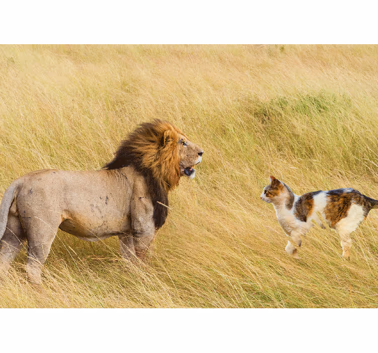 Aslan vs yaban kedisi konsepti afrika duvar kağıdı - TenStickers