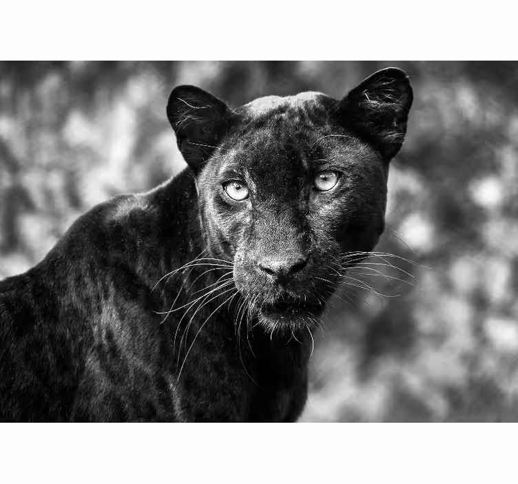 Güzel panter siyah afrika duvar resmi - TenStickers