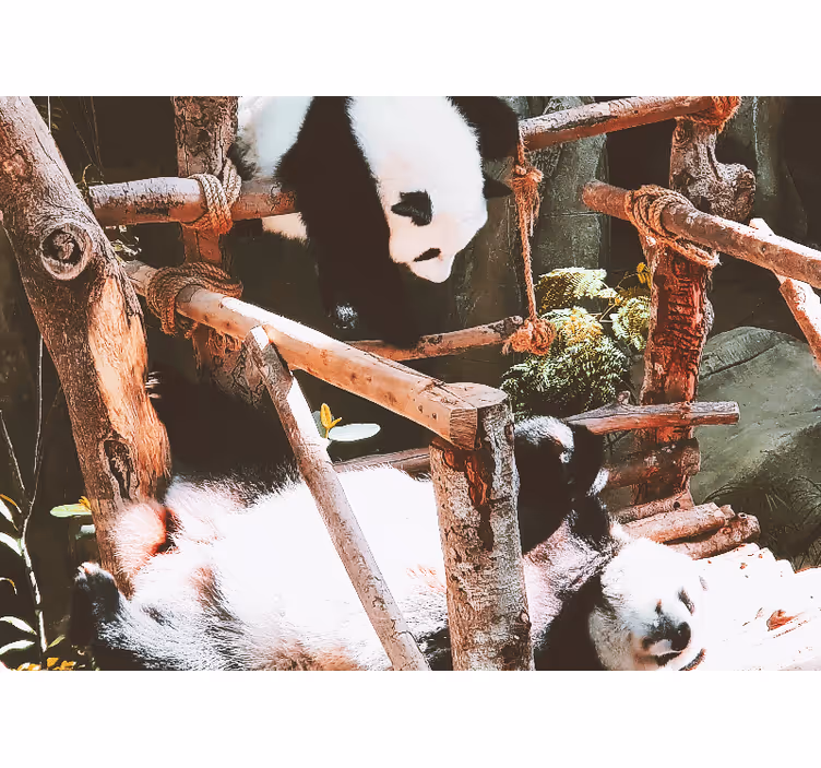 Hayvan duvar resmi panda oyun sahnesi - TenStickers
