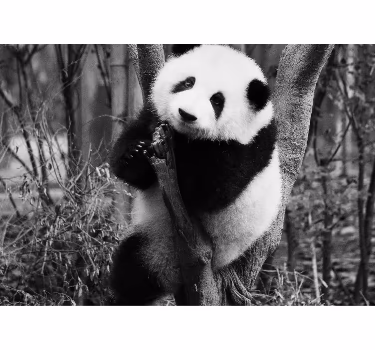 Ağaç üzerinde siyah beyaz panda afrika duvar kağıdı - TenStickers