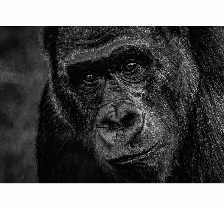 Ormanın patronu goril afrika duvar kağıdı - TenStickers