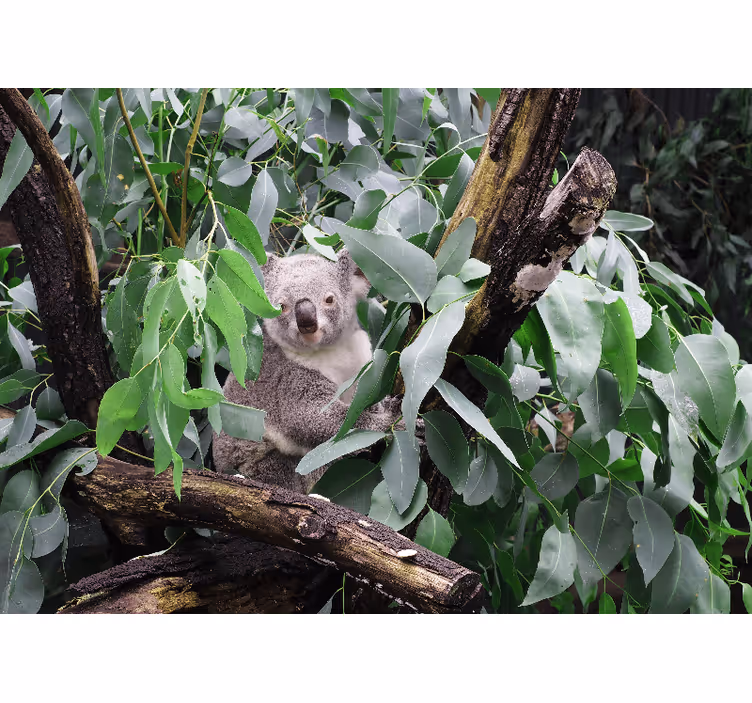 Hayvan duvar resmi koala yapraklar İçinde - TenStickers