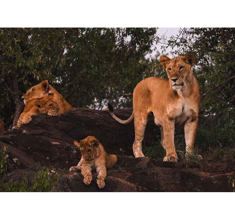 Sevimli anne ve bebek aslanları afrika duvar kağıdı - TenStickers
