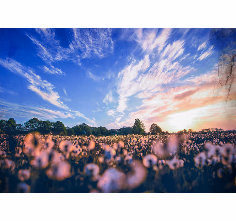 Çiçek duvar resim - dandelion tarlası huzuru - TenStickers