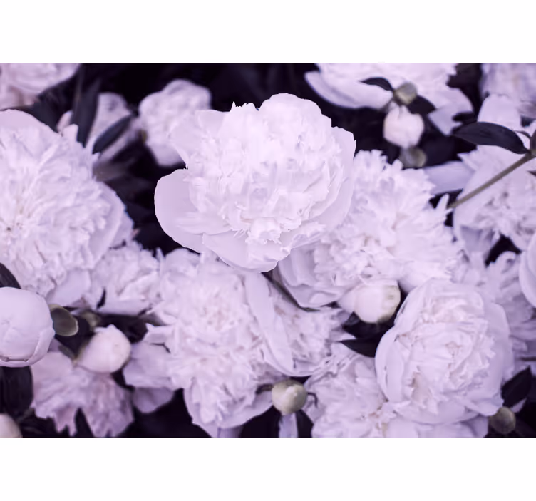Çiçek duvar resmi lavanta peony Çiçekleri - TenStickers