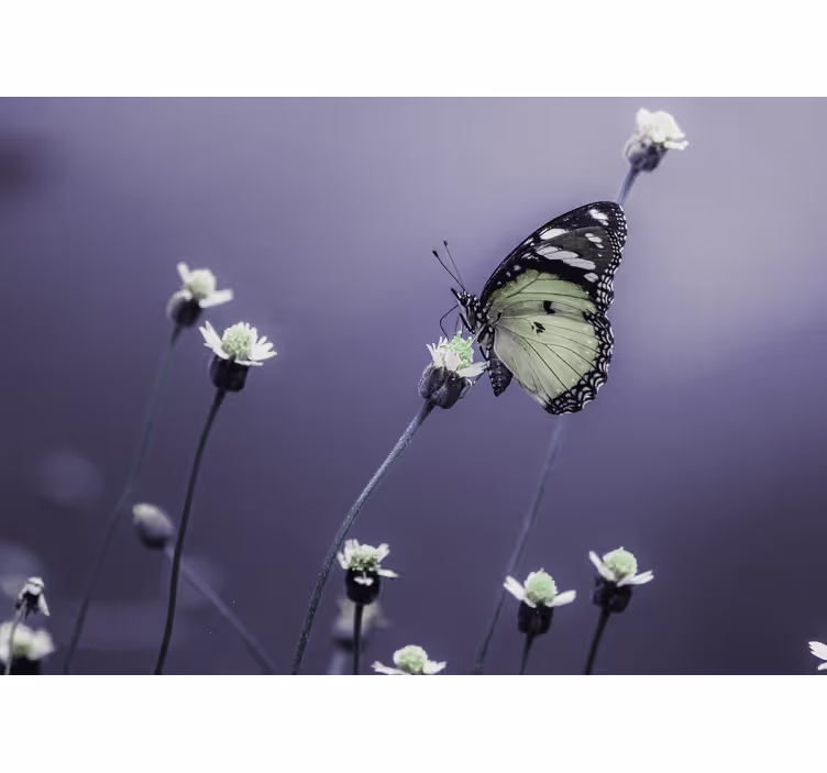 Zarif kelebek çiçek tasarımı duvar kağıdı - TenStickers