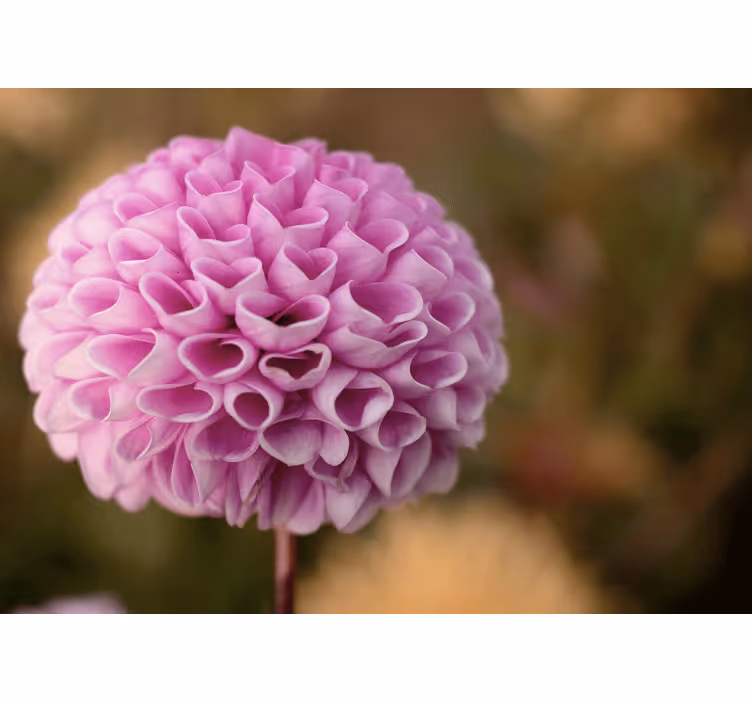 Çiçek duvar resmi pembe Çiçekli küre - TenStickers