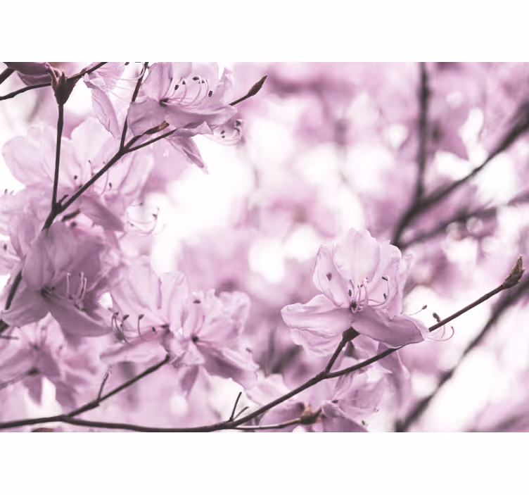 Narin pembe çiçekler çiçek duvar resim - TenStickers