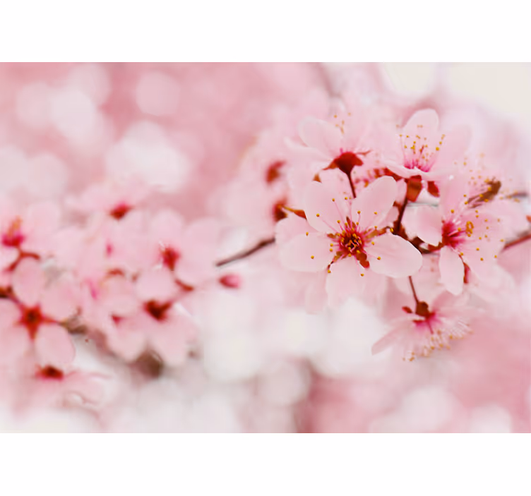Pembe çiçek fotoğraf oturma odası duvar kağıdı - TenStickers