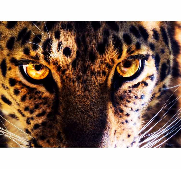 Aslan duvar resmi regal leopar duruşu - TenStickers