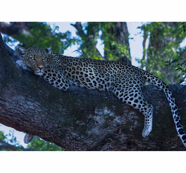 Leopar rahatça dinleniyor hayvan duvar resim - TenStickers