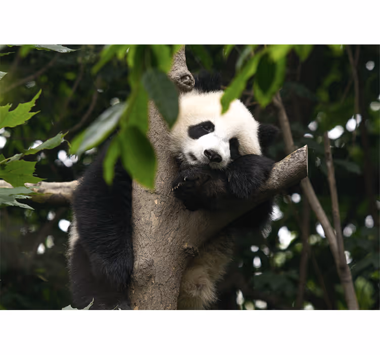 Sevimli bebek panda ayıları duvar kağıdı - TenStickers