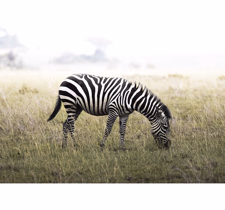 Hayvan duvar resim zebra huzur İçinde otluyor - TenStickers