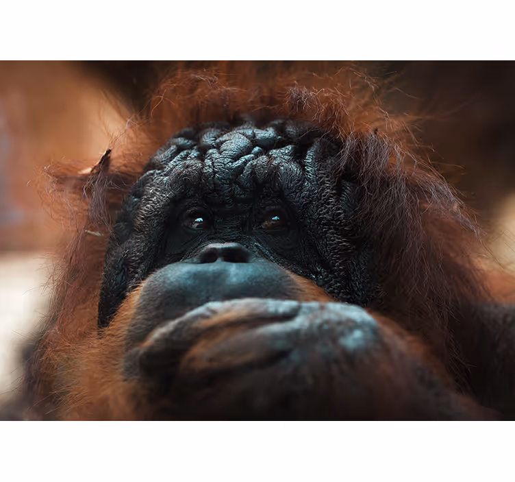 Komik orangutan yakın çekim duvar resmi - TenStickers