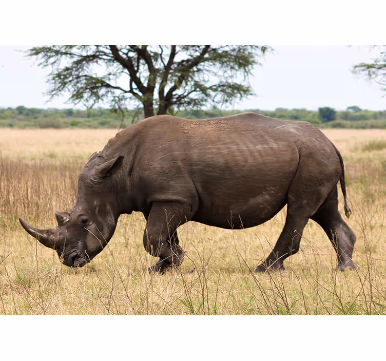 Hayvan duvar resmi - gergedan otlayan serengeti - TenStickers