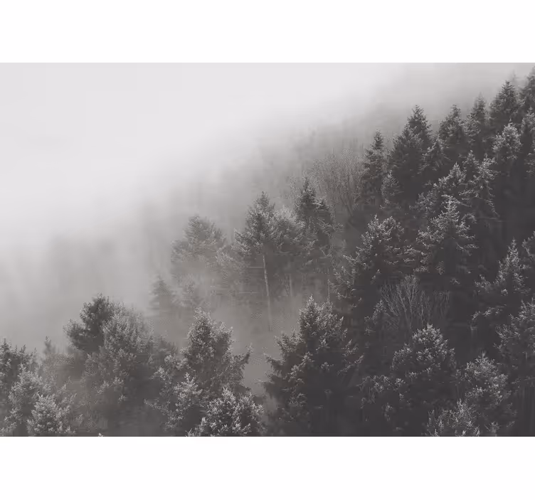 Beyaz çam ağaçları ile orman 3 boyutlu duvar kağıdı - TenStickers