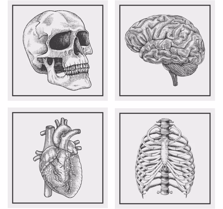 Ucube bardak altlığı anatomik kafatası beyin kalp İskelet - TenStickers