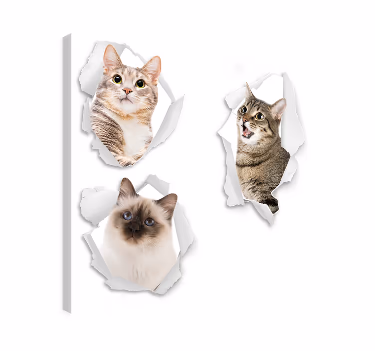 Kediler kanvas tablo yavru kediler trampantojo - TenStickers