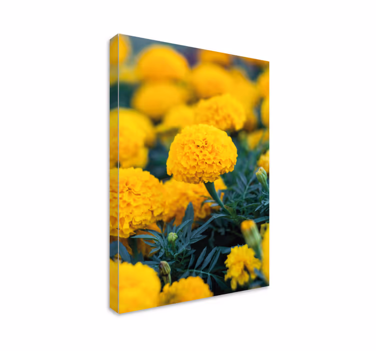 Çiçekler tablo - sarı marigold Çiçekleri - TenStickers