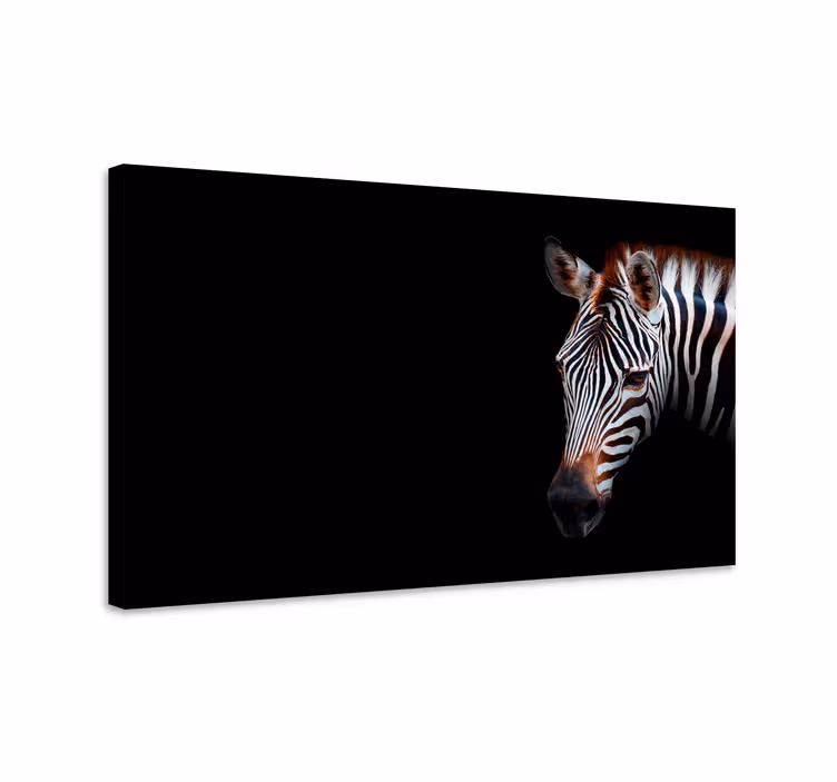 Hayvanlar tablo zebra yakın Çekim - TenStickers