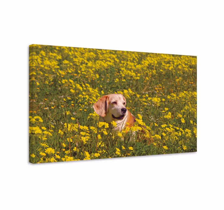 Köpek tablo mutlu köpek dış mekanları - TenStickers