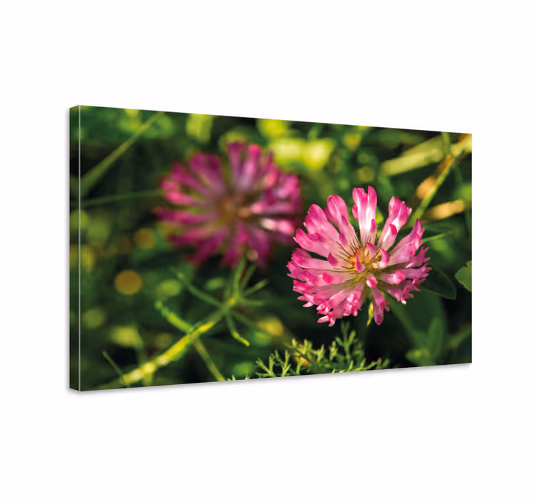 Pembe karanfil alman çiçek tuval - TenStickers