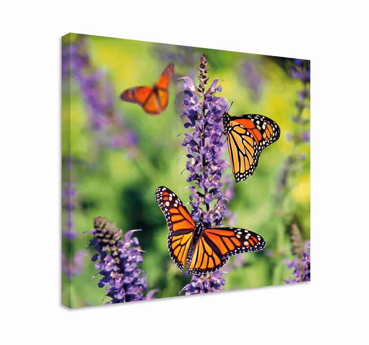 Kelebek tablo monarch kelebekleri toplanması - TenStickers