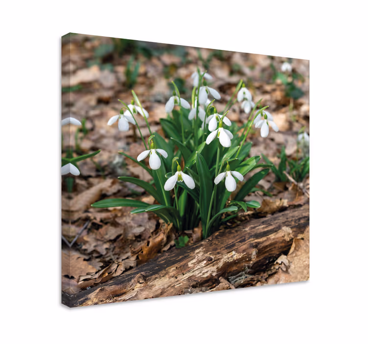 Kardelen forrest manzara çiçek tuval - TenStickers