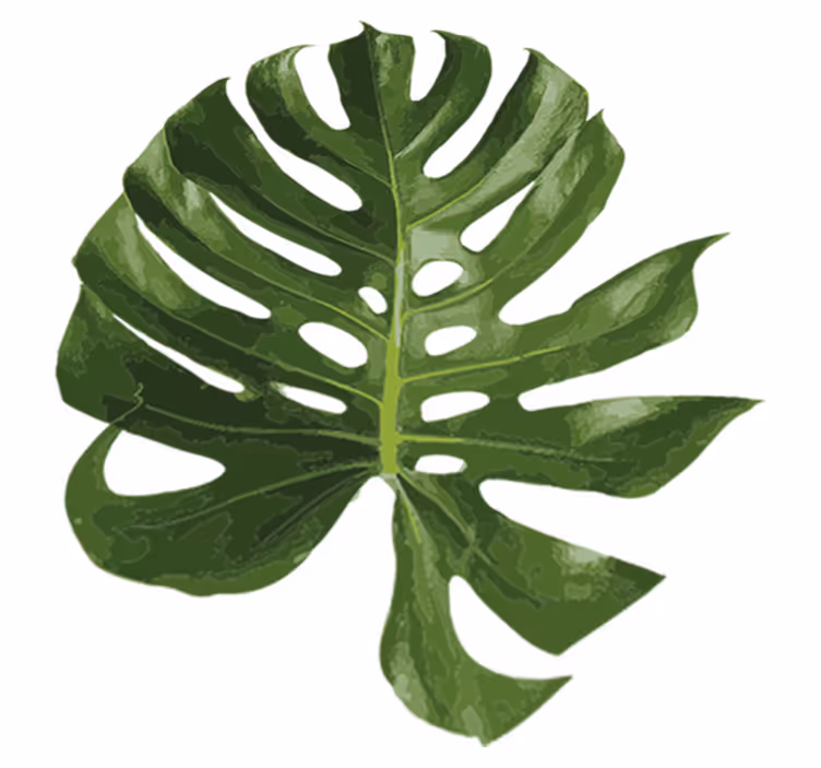 Çiçekler ve bitkiler pvc halı monstera yaprağı - TenStickers