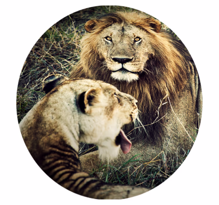 Aslan ve dişi aslan hayvan halısı - TenStickers