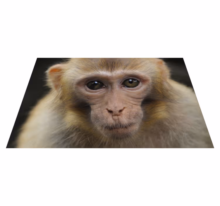 Gerçekçi maymun hayvan halısı - TenStickers