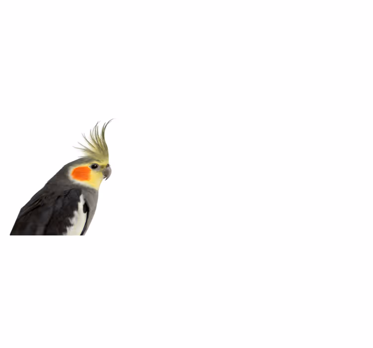 Kakadu papağan hayvan kilim - TenStickers