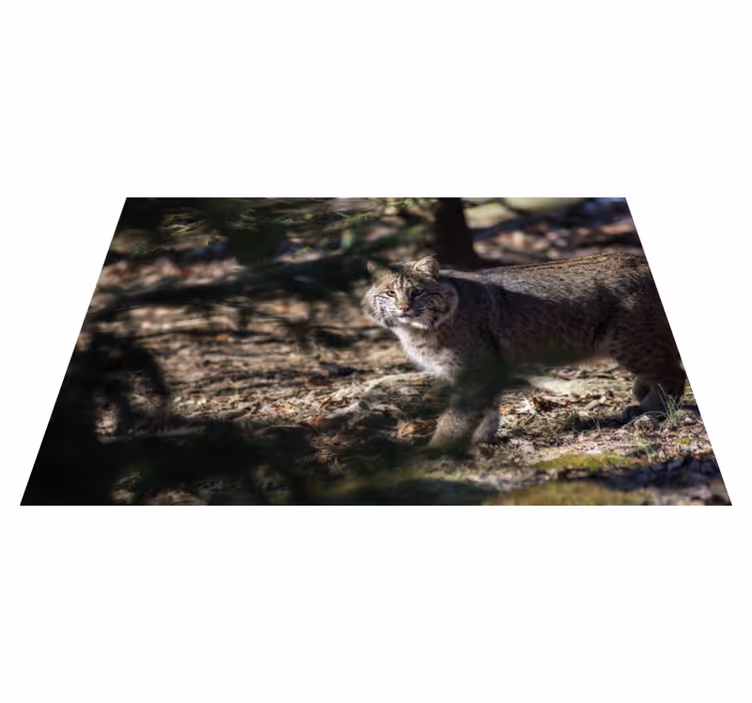 Vahşi kedi hayvan vinil halı - TenStickers