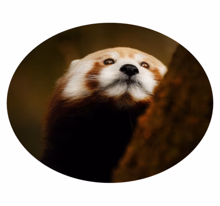 Hayvan sevimli kırmızı panda hayvan kilim - TenStickers
